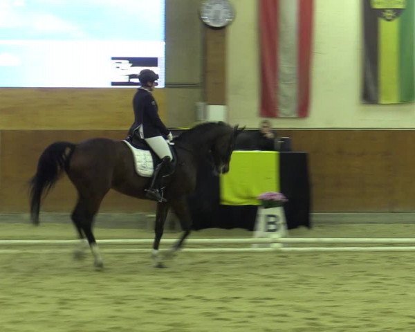 Reitturnier Weikersdorf am Steinfelde 2022