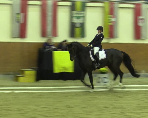 Reitturnier Weikersdorf am Steinfelde 2022