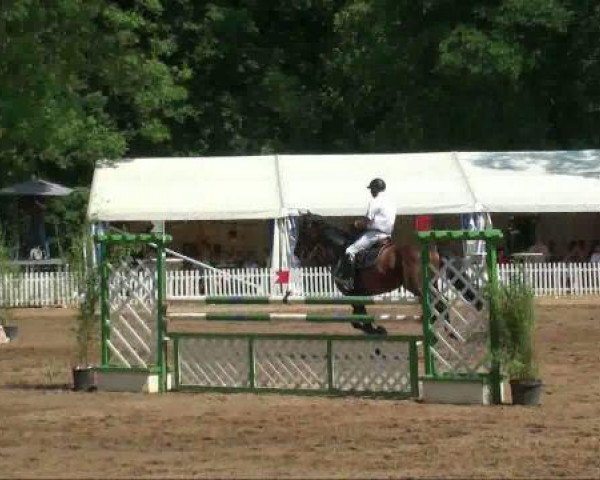 jumper Quincey 3 (Holsteiner, 2003, from Quadrigo 4)