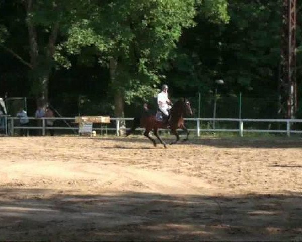 broodmare Rosanna 39 (Holsteiner, 2001, from Coriano)