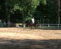 broodmare Rosanna 39 (Holsteiner, 2001, from Coriano)