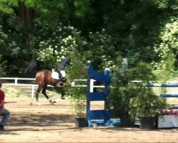 jumper Conterfy (Holsteiner, 2005, from Corrado I)