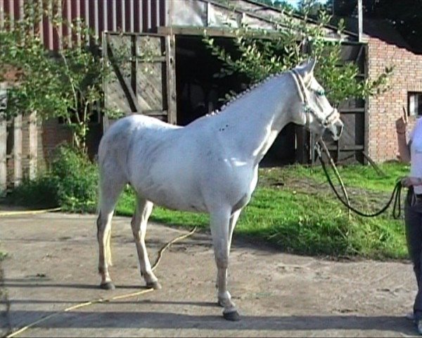 Springpferd Sir Prinzor (unbekannt, 2003)