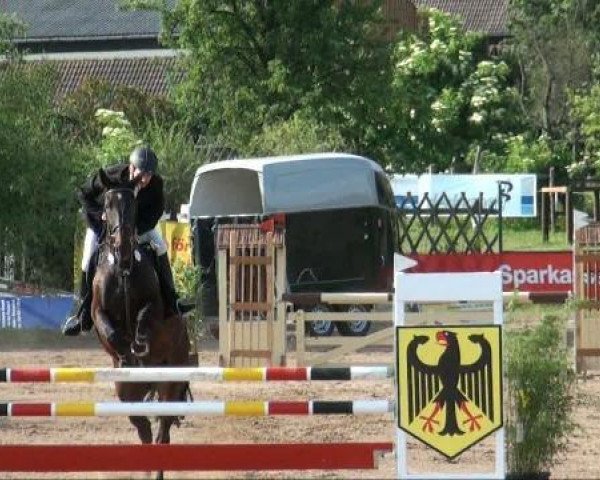 Pferd Cleopatra 175 (Deutsches Sportpferd, 2003, von Cardenio)