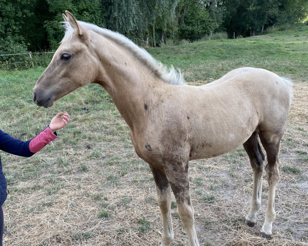 horse Rubio con Puntos (German Sport Horse, 2022, from Rivers Dancing AS)