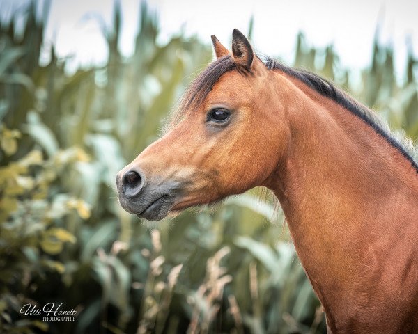 horse Berkenye (Hungarian Warmblood, 2007)