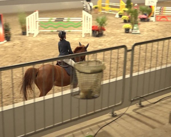 Reitturnier Luhmühlen 2022