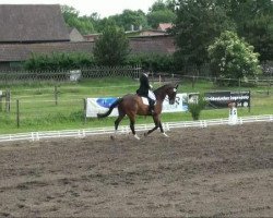 dressage horse Floresco Son (Westphalian, 2003, from Floresco NRW)