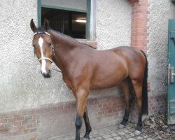Jumper Erwin (Hanoverian, 2007, from Stedinger)