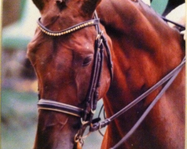Pferd Dior 125 (Hannoveraner, 2003, von Del Piero)