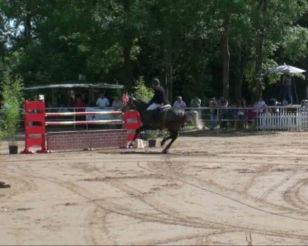 jumper Coretto 3 (Holsteiner, 2005, from Colman)