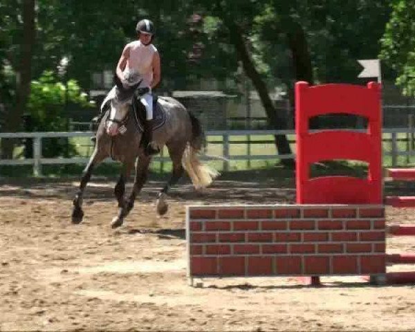 horse Laruso (German Sport Horse, 2006, from Lewinski)