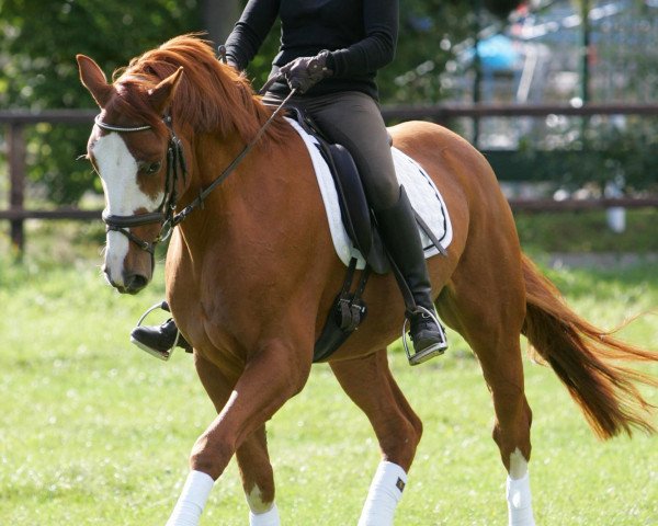dressage horse Hollister 2 (Hanoverian, 2004, from His Highness)