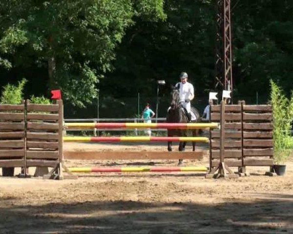 jumper Goah (Hanoverian, 2004, from Germany)