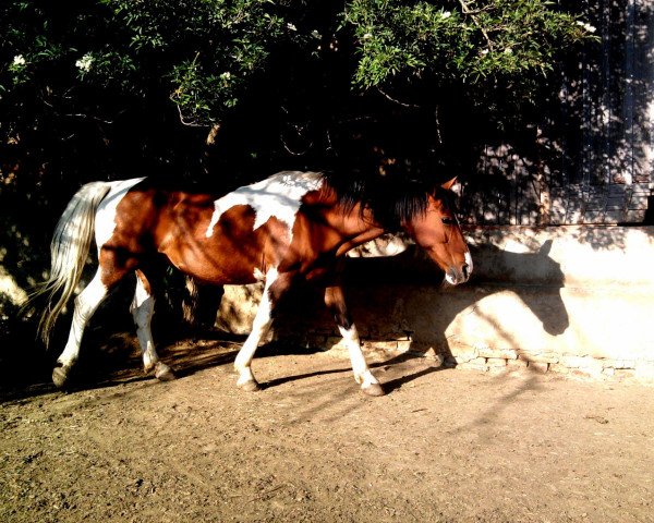 Pferd Sierra (Pinto/Kleines Reitpferd,  , von Snake-Oil)