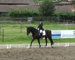 dressage horse Sir Valentin 4 (Hanoverian, 2005, from Shakespeare in Love)