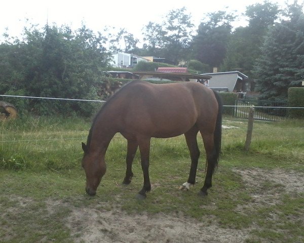 broodmare Ronny (German Riding Pony, 2005, from Bodyguard)