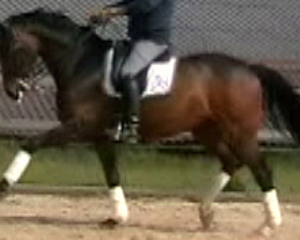 Dressurpferd Dante Fips 2 (Oldenburger, 2002, von Quando-Quando)