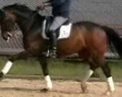 dressage horse Dante Fips 2 (Oldenburg, 2002, from Quando-Quando)