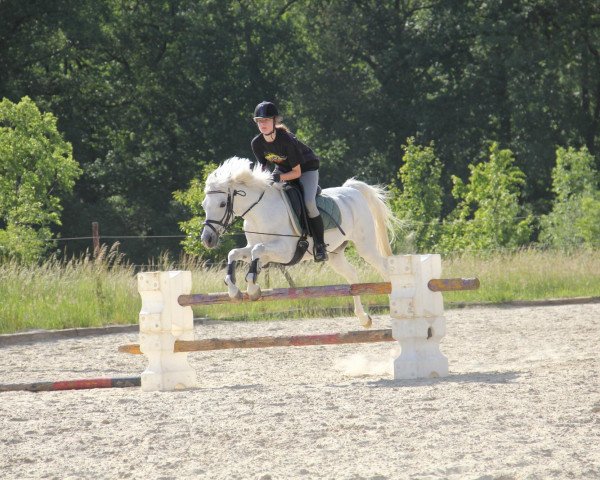 dressage horse Max (German Riding Pony, 1990, from Mentos)