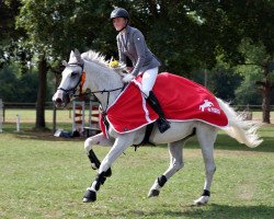 jumper Sambuka V (Hanoverian, 2008, from Salito)