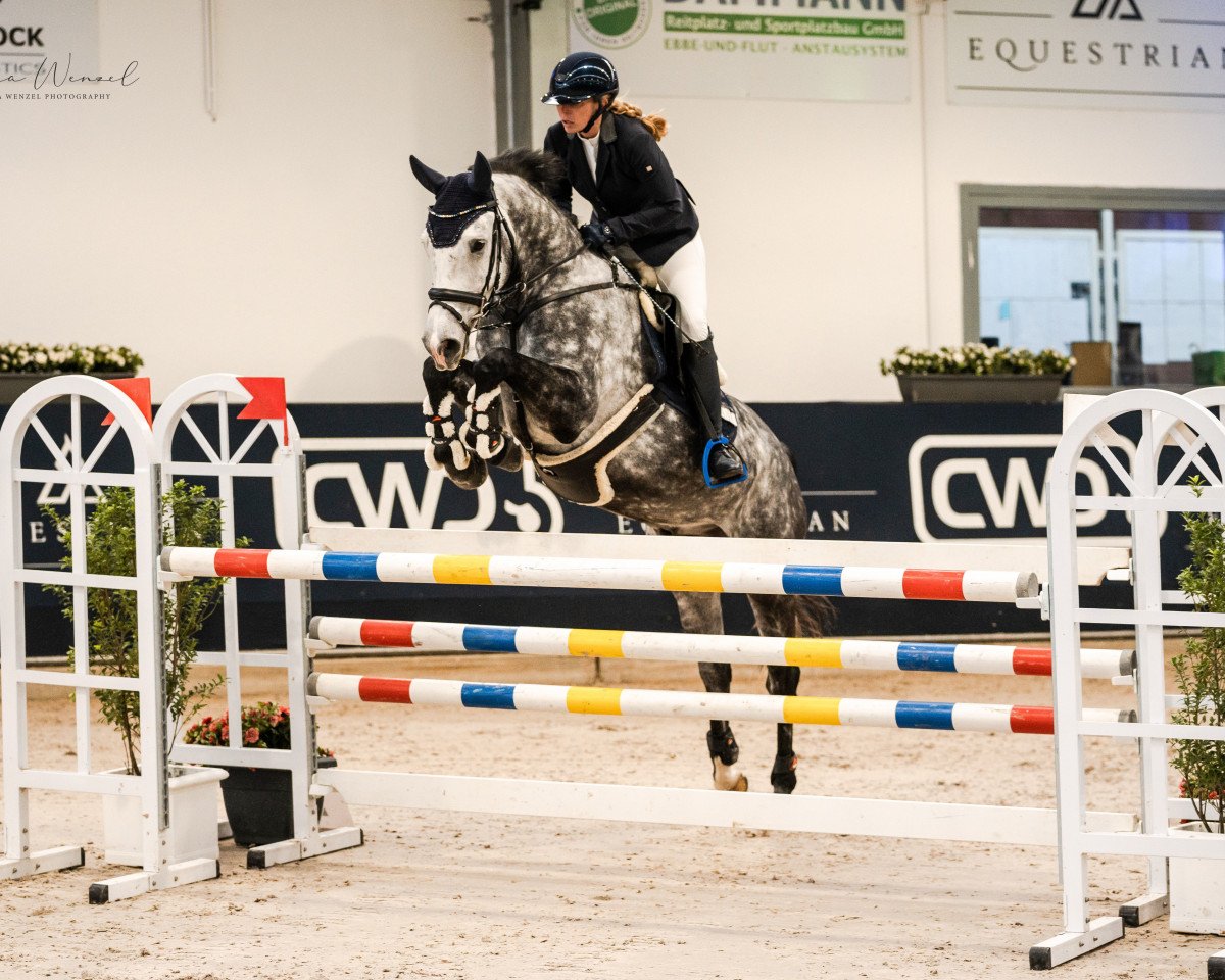 jumper Chicago L (Hanoverian, 2016, from Cordess 2)