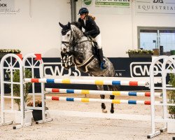 jumper Chicago L (Hanoverian, 2016, from Cordess 2)