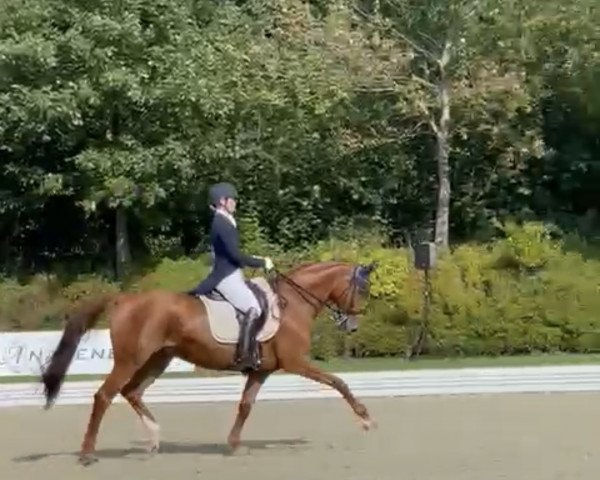 Dressurpferd Sunnypenny (Hannoveraner, 2012, von Swarovski)