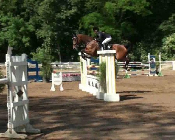 jumper Corvette 23 (German Sport Horse, 2005, from Chello II)