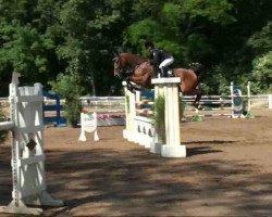 jumper Corvette 23 (German Sport Horse, 2005, from Chello II)