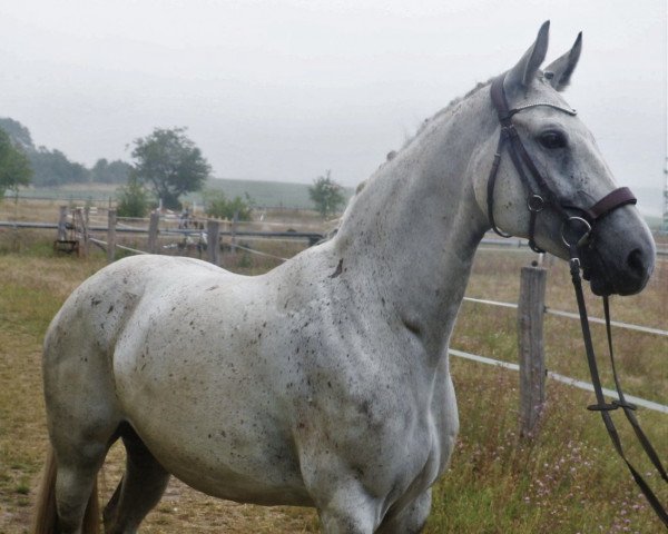 broodmare Doro SB (German Sport Horse, 2013, from Thorgal de Kezeg)