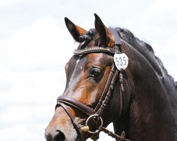 stallion Farbenfrohs Moccacino (German Riding Pony, 2006, from Mandingo)