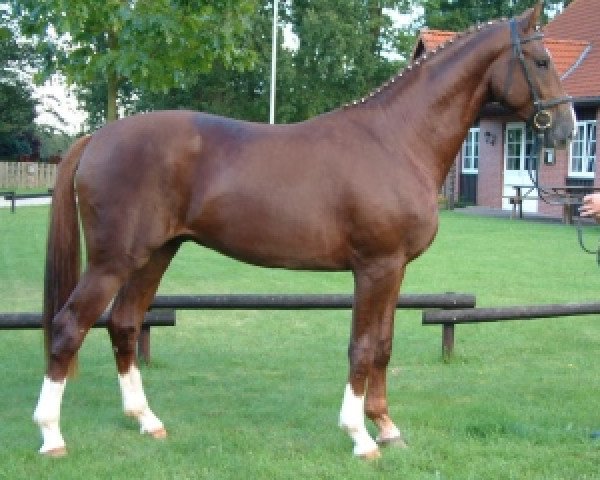 dressage horse Darland (Hanoverian, 2002, from De Niro)