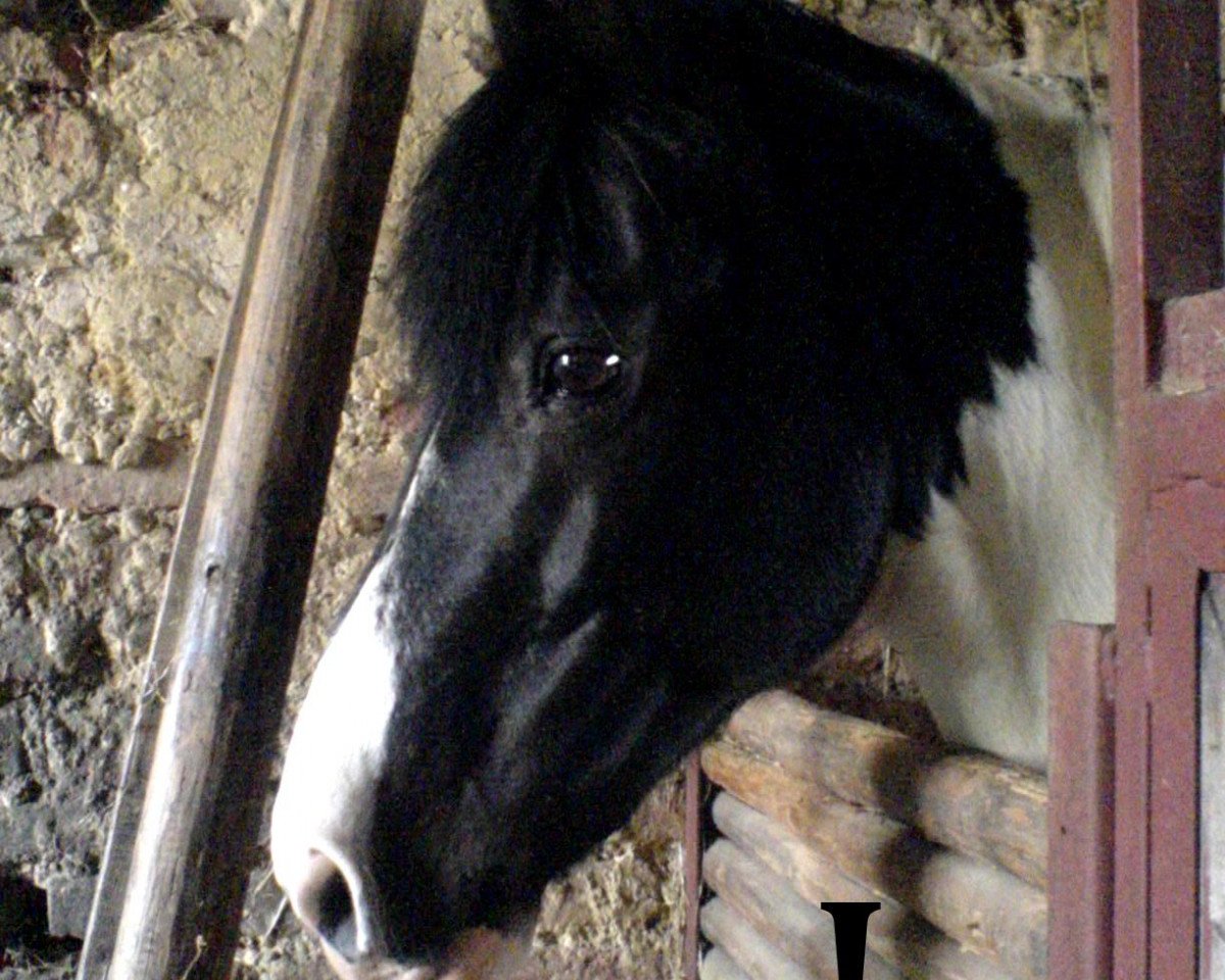 Deckhengst Bronco (Pinto/Kleines Reitpferd,  )