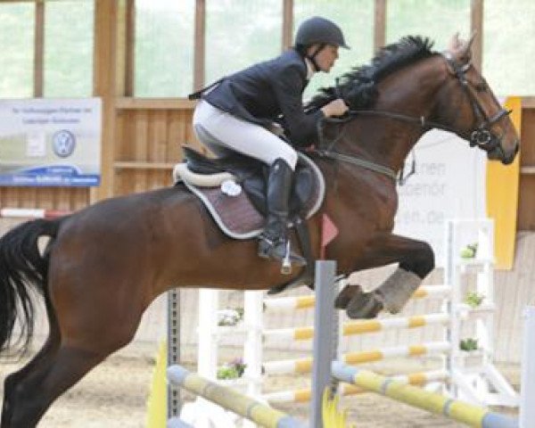Springpferd Liquid Star (Deutsches Sportpferd, 2004, von Littlefield)
