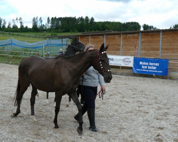 broodmare Malaika (Akhal-Teke, 1990, from Perchat)