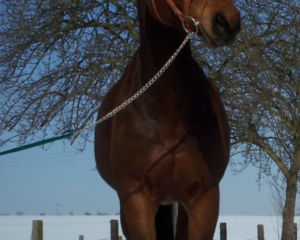 horse Don Ramon (German Sport Horse, 1998, from Dornburg)
