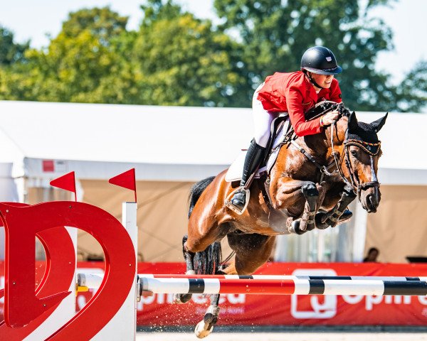 Springpferd Marry The Night (Deutsches Reitpony, 2015, von Magic Cornflakes)