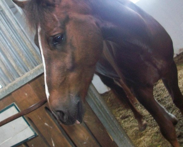 dressage horse Marienhof's Velvet (German Riding Pony, 2005, from Viscount)