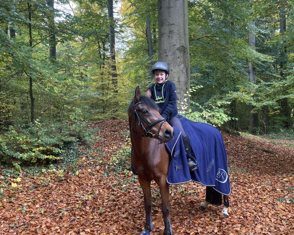 dressage horse Cara Donna 11 (German Riding Pony, 2009, from Champion)