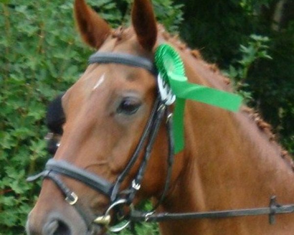 horse Darius 342 (German Warmblood, 1995, from Don Primero)