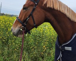 Springpferd Pogonia SK (Polnisches Warmblut, 2017, von Powój)