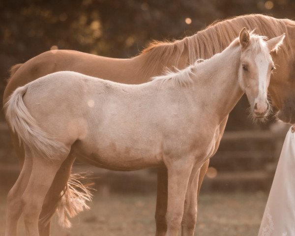 horse C‘est le Soleil (German Riding Pony, 2022, from Can Dance 3)
