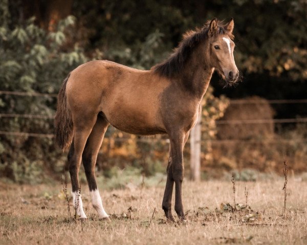 horse Clara Nobelle (German Riding Pony, 2022, from FS Next Diamond)