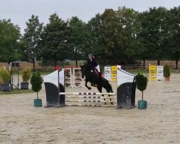 dressage horse Chioma (Hanoverian, 2012, from Conteur)