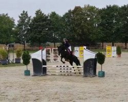 dressage horse Chioma (Hanoverian, 2012, from Conteur)