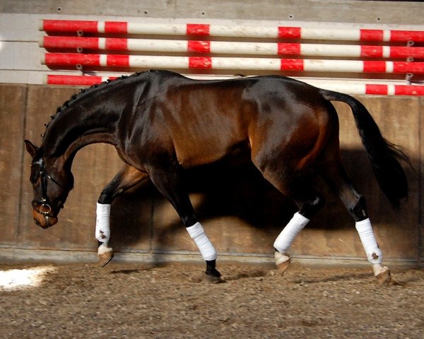 horse Segafredo (Oldenburg, 2004, from Stedinger)