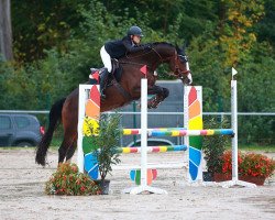 jumper Chrisan ta verde (Oldenburg show jumper, 2016, from Casallco)