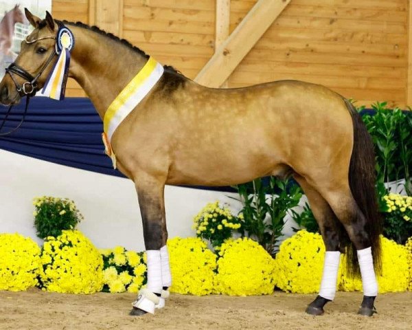 horse Venustas Cool Forever (German Riding Pony, 2020, from Venustas Cool Edition)