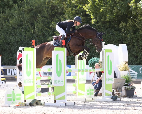 jumper Ilou 3 (Holsteiner, 2016, from Balou du Rouet) jumper Ilou 3 (Holsteiner, 2016, from Balou du Rouet)